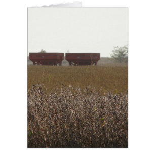 Sojabohnen-Ernte Time