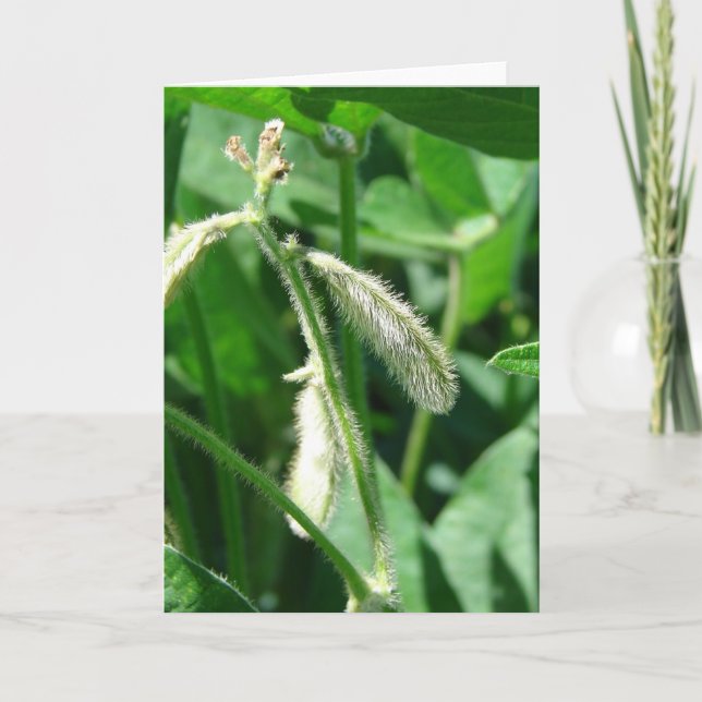 Sojabohnen Karte (Vorderseite)