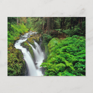 Sol Duc Falls in Olympic National Park Postkarte