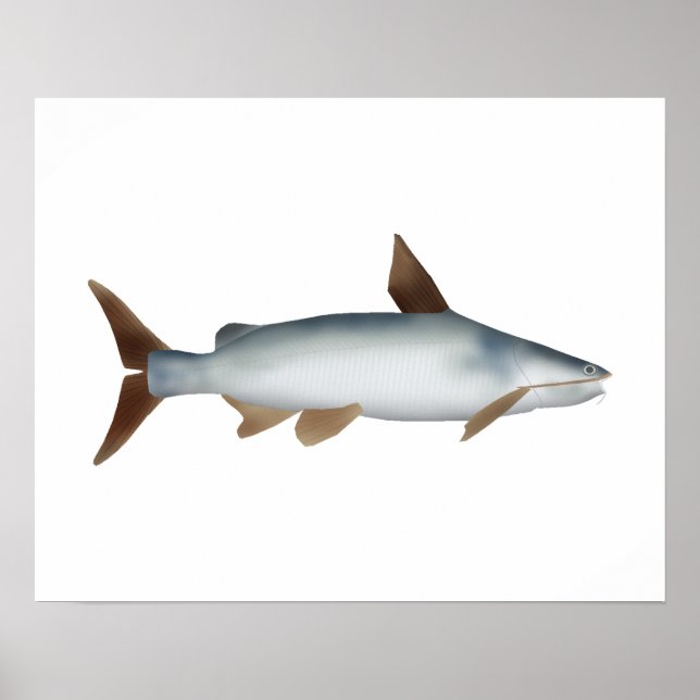 Soldier Catfish Poster (Vorne)