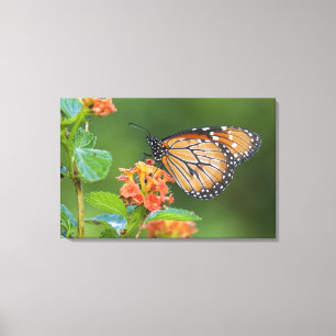 Soldier (Danaus eresimus) Schmetterling beim Fress Leinwanddruck