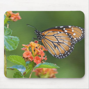 Soldier (Danaus eresimus) Schmetterling beim Fress Mousepad