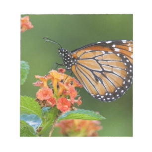 Soldier (Danaus eresimus) Schmetterling beim Fress Notizblock
