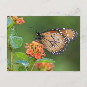 Soldier (Danaus eresimus) Schmetterling beim Fress Postkarte