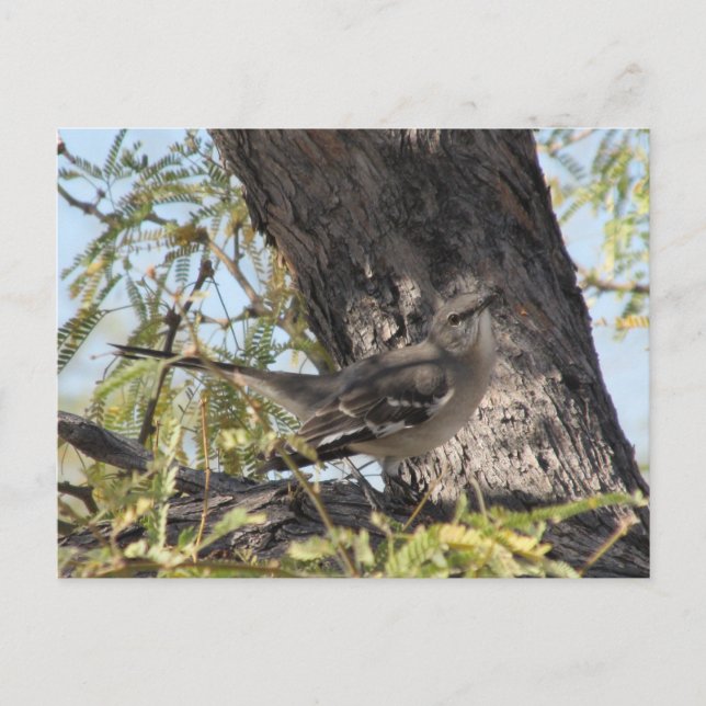 Solitaire-Postkarte von Townsend Postkarte (Vorderseite)