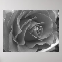 Solitaire Rose Poster