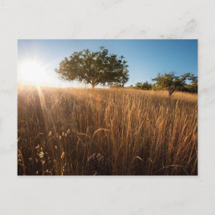 Solitärbaum auf der Wiese Postkarte