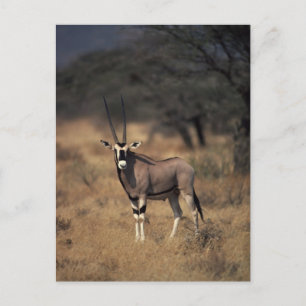 Solitary Antelope Postkarte