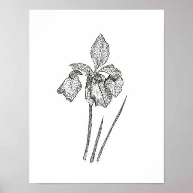 Solitary Iris Print Poster (Vorne)