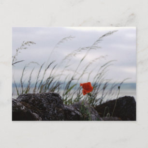 Solitary Mohn, Lindisfarne, England - Postcard Postkarte