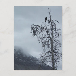 Solitary Raven Postkarte
