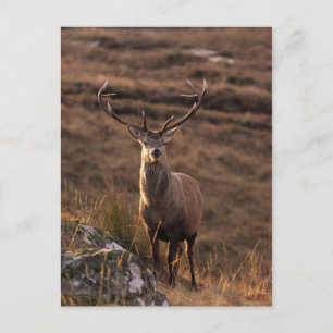Solitary Red Stag Postcard Postkarte
