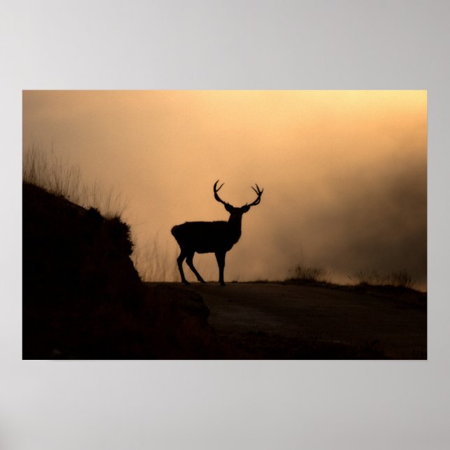 Solitary Red Stag Poster/Print Poster (Vorne)