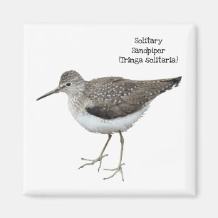 Solitary Sandpiper Magnet
