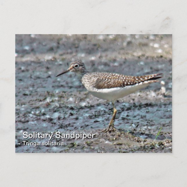 Solitary Sandpiper Postcard Postkarte (Vorderseite)