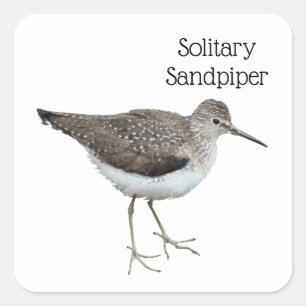 Solitary Sandpiper Quadratischer Aufkleber