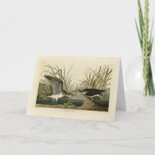 Solitary Sandpiper von Audubons Vögeln von Amerika Karte