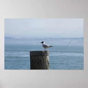 Solitary Seagull auf dem Postweg Poster