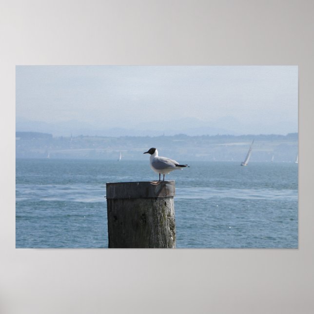 Solitary Seagull auf dem Postweg Poster (Vorne)