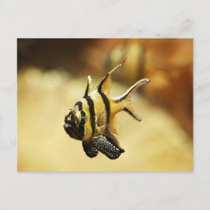 Solitary Stripion Angelfish Feiertagspostkarte