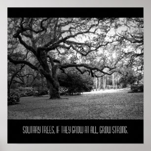 Solitary Tree Poster