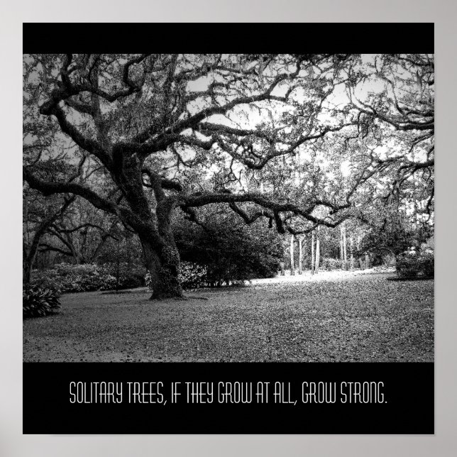 Solitary Tree Poster (Vorne)