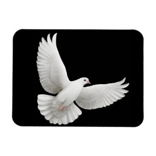 Solitary White Dove Premium Magnet