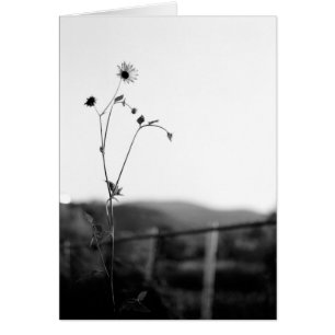 Solo-Blume