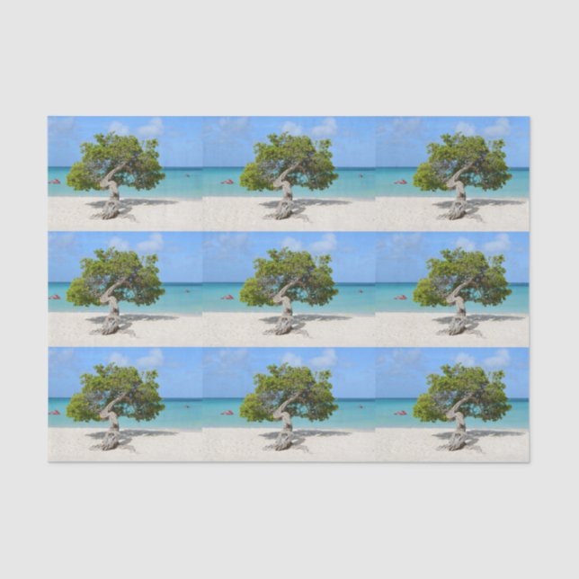 Solo- Divi Divi Baum in Aruba Seidenpapier (Vorderseite)