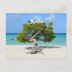 Solo Divi Tree in Aruba Postkarte