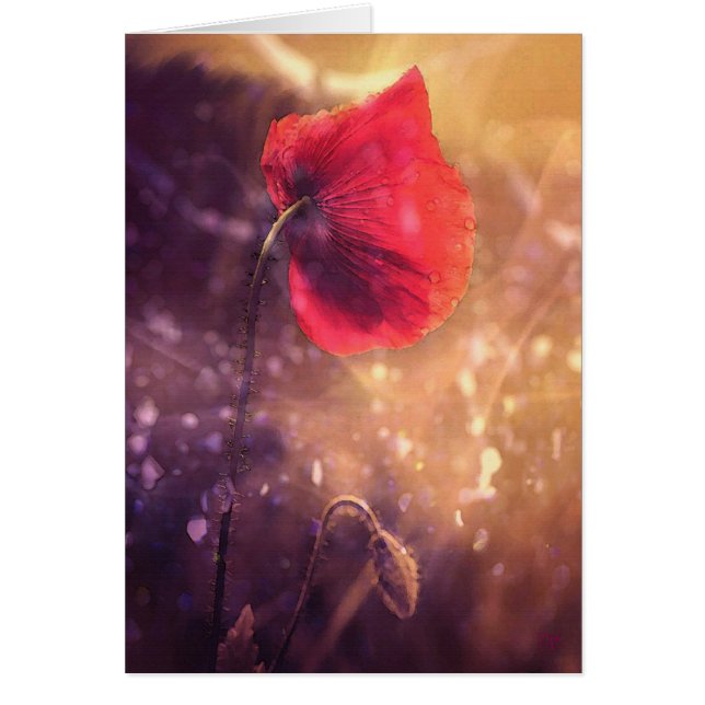 Solo- Mohnblumen-früher Morgen-Karten (Vorne)