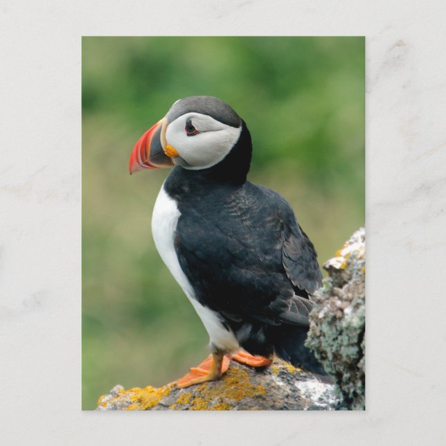 Solo Puffin Postkarte (Vorderseite)