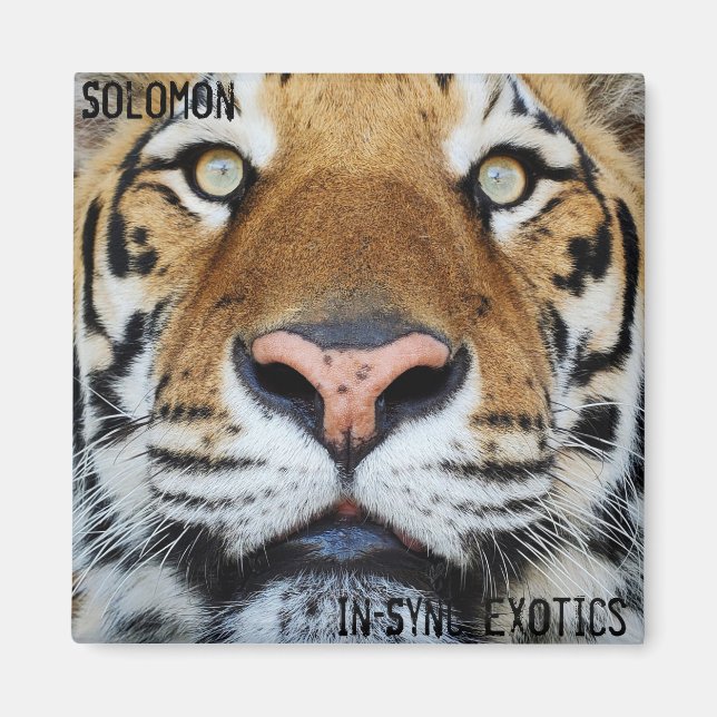 Solomon Magnet (Vorne)