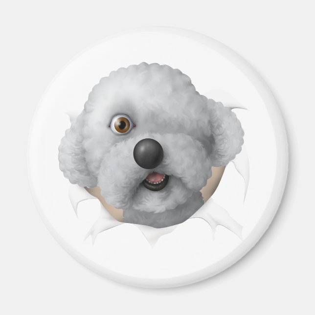 Solomon Magnet (Vorne)