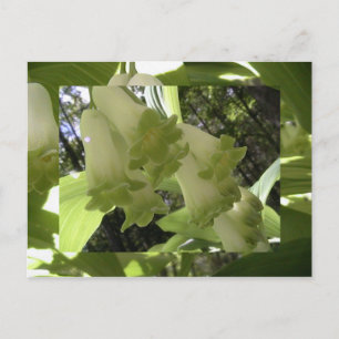 Solomon-Siegel Postkarte