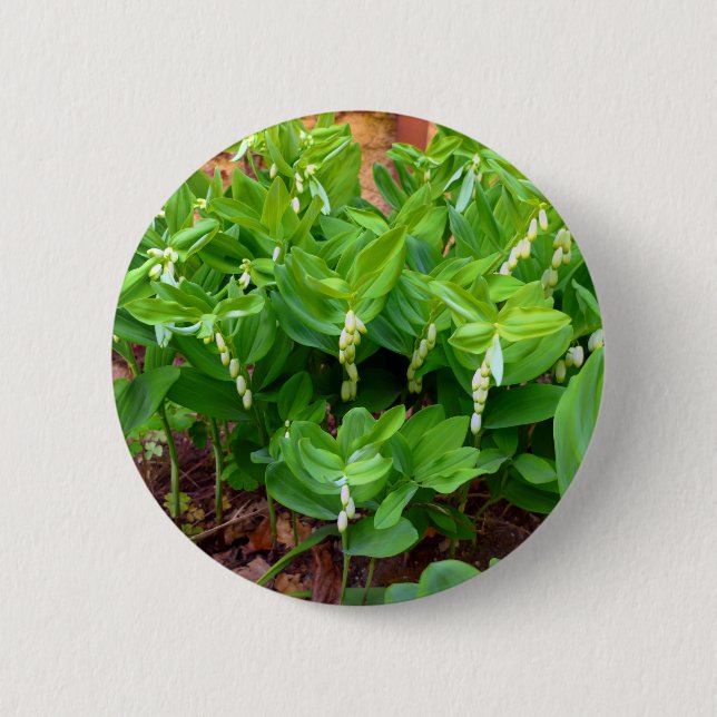 Solomons Siegel Abzeichen Button (Vorderseite)