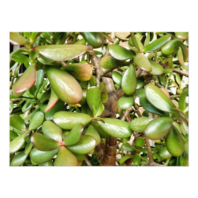 Solomons-Siegel Fotodruck (Vorne)