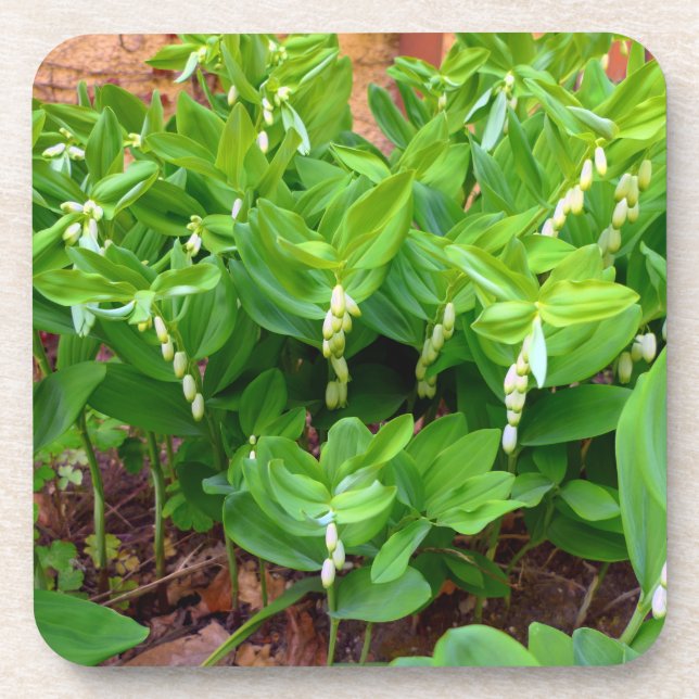 Solomons-Siegel Getränkeuntersetzer (Vorderseite)