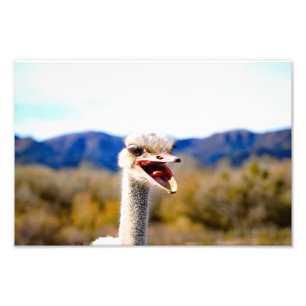 Solvang, CA Fotodruck