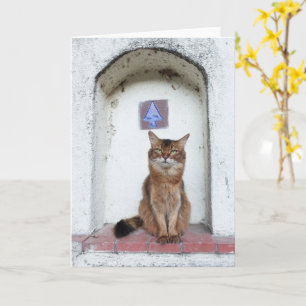 Somali Cat in Alcove Old World Scene Greeting Karte