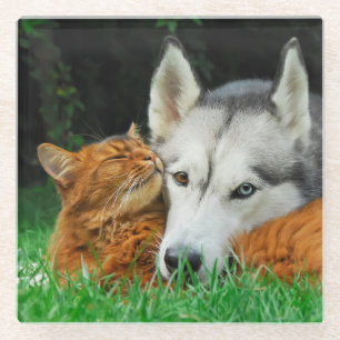 Somali Cat Siberian Husky Niedlich Friends Huddle  Glasuntersetzer
