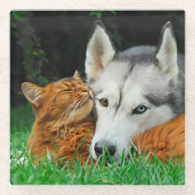 Somali Cat Siberian Husky Niedlich Friends Huddle  Glasuntersetzer (Vorderseite)
