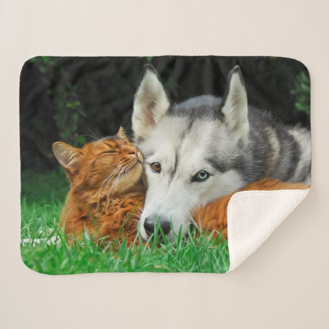 Somali Cat Siberian Husky Niedlich Friends Huddle  Sherpadecke (Vorderseite (Horizontal))