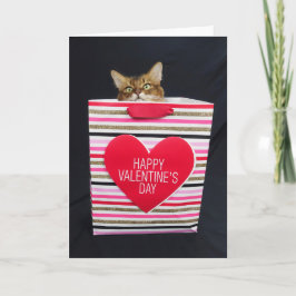 Somali Katze in einem glücklichen Valentinstag-Beu Karte