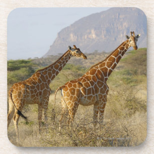 Somalische Giraffe, retikulierte Giraffe, Giraffa Untersetzer