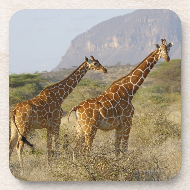 Somalische Giraffe, retikulierte Giraffe, Giraffa Untersetzer (Vorderseite)