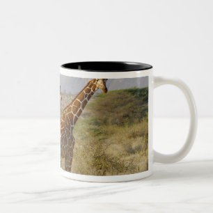 Somalische Giraffe, retikulierte Giraffe, Giraffa Zweifarbige Tasse