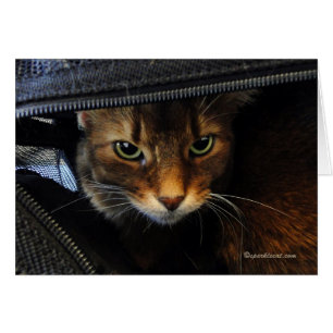 Somalische Katze, die Sie aufpasst zu kardieren