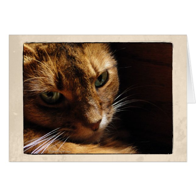 Somalische Katzen-nahe hohe Karte (Vorderseite (Horizontal))