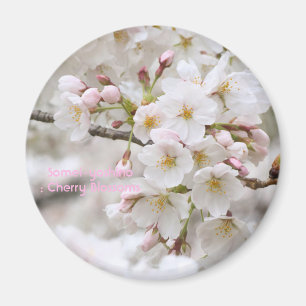 Somei-yoshino: Kirschblüten [Circle Magnet] Magnet